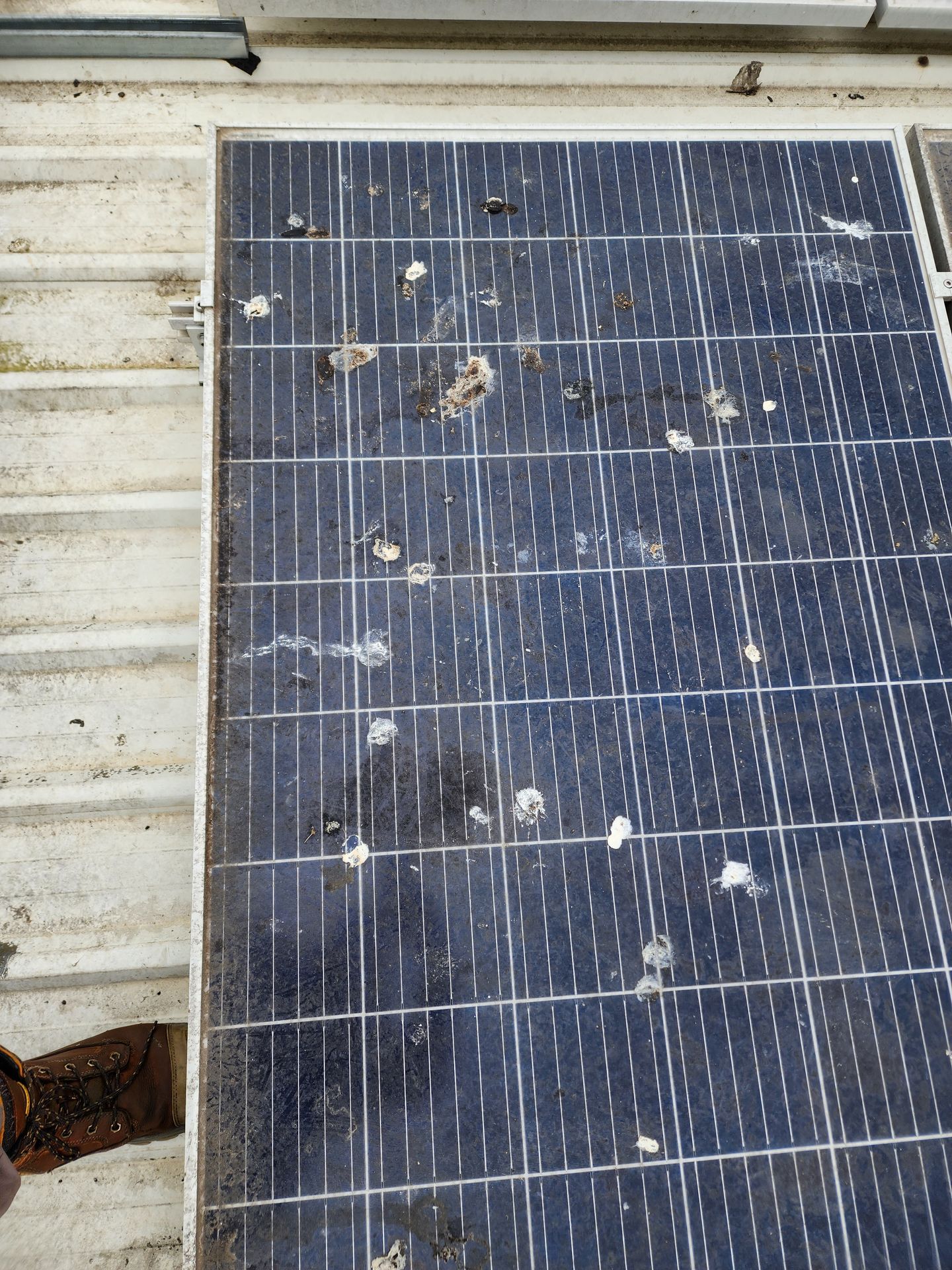 Bird droppings