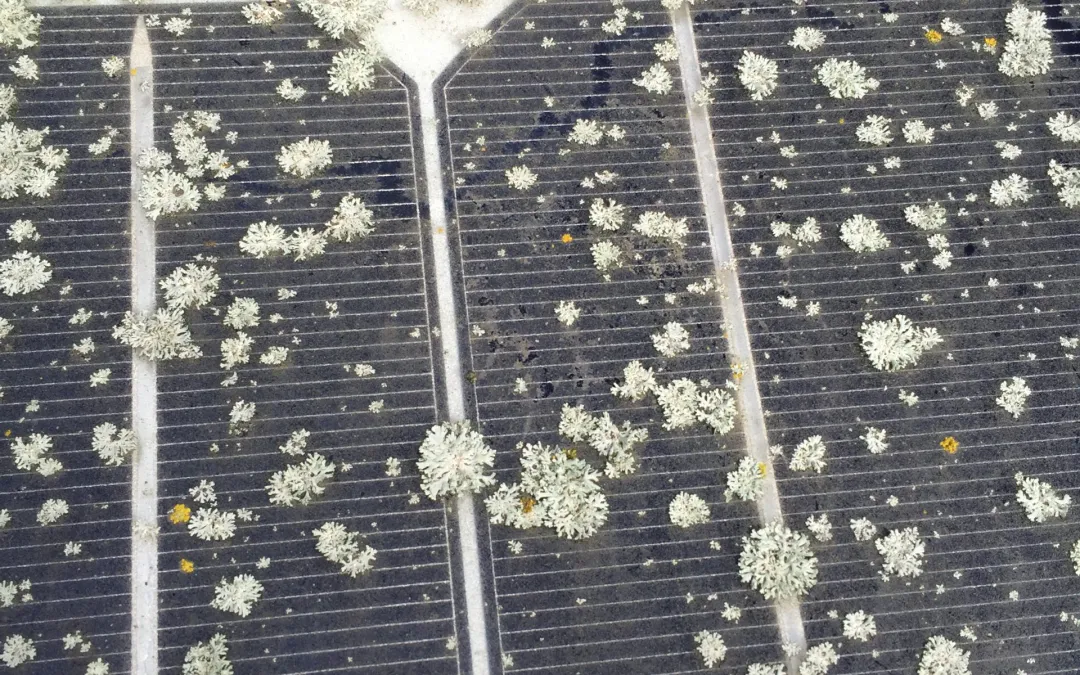 Lichen